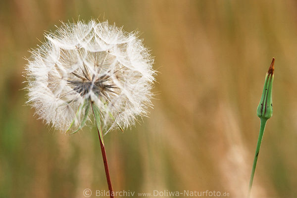 Wiesenlwenzahn Pusteblume Weikugel auf Stiel verblhte Kuhblume