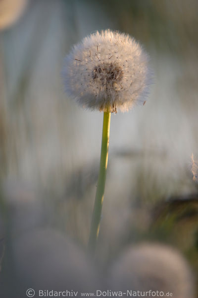 Lwenzahn Pusteblume Wattekugel Stengel in Weisshintergrund Abendlicht