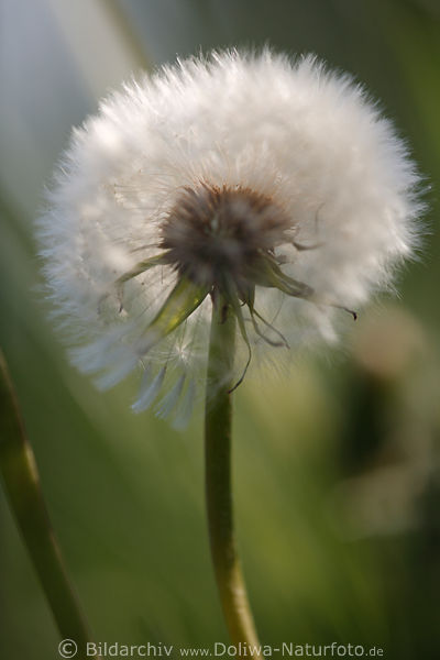 Pusteblte Wattekugel in Gegenlicht verblhter Lwenzahn