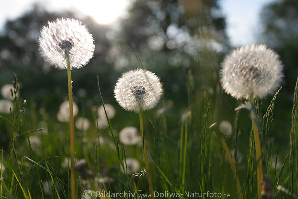 Pusteblumen-Wattekugeln des Lwenzahn Bllchen in Gras