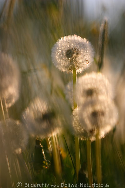 Pusteblumen Kuhblumen Wiesenlwenzahn Frhlingsflora Dandelion
