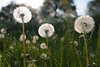 802394_ Lwenzahn Frhlingskugeln Bllchen Landschaft Bild im Wiesengras, Pusteblumen Wattekugeln Fotografie