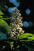 0322_ Kastanien castanea savita, Edelkastanie, Rosskastanie weisse Blte im Lichteinfall