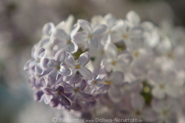 Flieder Weiblten Foto, weiss lila Frhjahrsblten Makro- Naturbild, Frhlingsstrauch Aufnahme