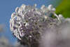 701803_ Flieder Syringa vulgaris, Serenella, Bez, Lilas, lilac spring photo in nature bloom