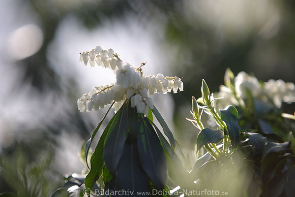 Leukotoe weie Blten Frhlingsblumen Bild Leucothoe axillaris Glockenreihe ber grne Bltter