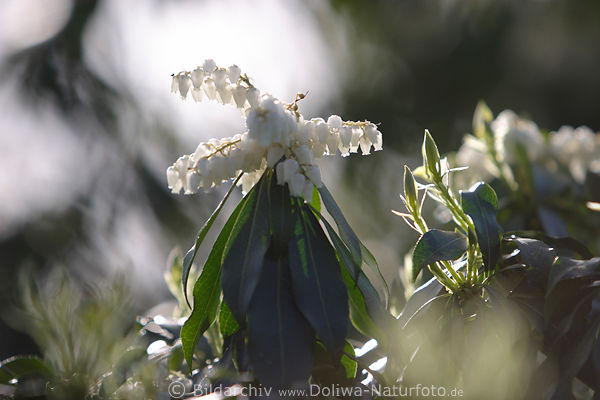 Leukotoe Glckchen Blten weiss