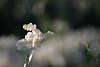 700861_ Leukotoe weie Miniglckchen Blumenbild, Glockenzweig Frhlingsblte Weiblten in Unschrfe