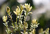700863_ Leukotoe grne Sproen Blumenbild: Leucothoe axillaris Frhlingsblumen emporstehend in Gegenlicht
