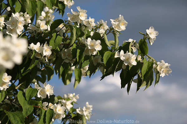 Jasminzweig Weissblten in Grnbltter Philadelphus duftende Frhlingsblumen