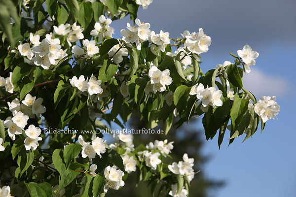 Jasminbaum weisse Duftblten Philadelphus Baum Bltterzweig mit Weissblumen