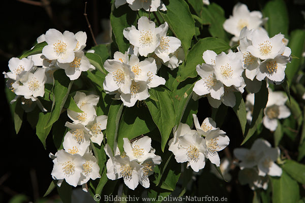 Jasmin Weissblumen Blten Makrobild grne Bltter Philadelphus blhen Frhlingsflora