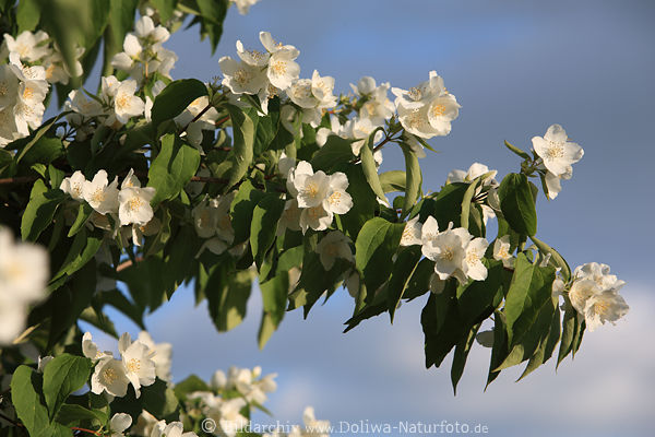 Weisser Jasmin Bltenzweig Philadelphus Frhlingsblumen in Grnbltter