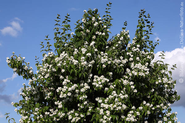 Jasminbaum Philadelphus weisse Blten duftende Weissblumen in Grnbltter