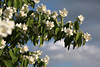 Jasminzweig Weissblten in Grnbltter Philadelphus duftende Frhlingsblumen