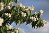 Jasminzweig Weissblten in Grnbltter Philadelphus duftende Frhlingsblumen