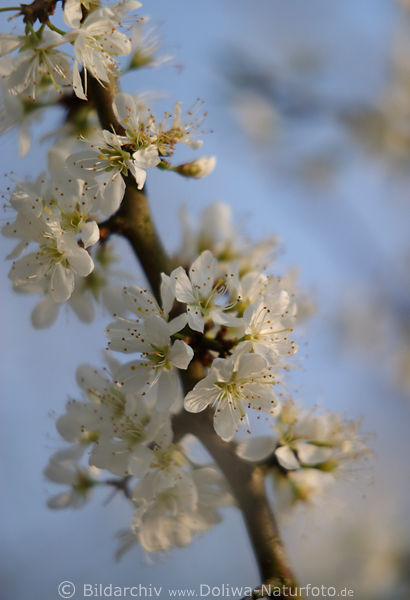 Tarnina kwiatki zdjecie, cierniste krzewy, wiosna natura, Schlehe, Sloe photo