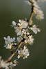 700763_ Schwarzdorn Strauchzweig in Frhlingsblte Foto