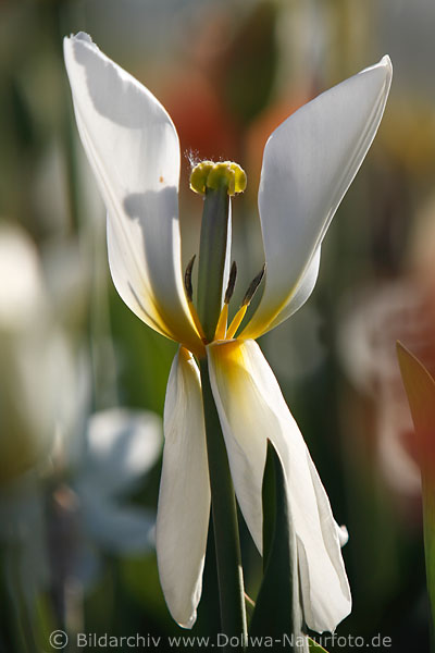 Weissblte Staubfaden Staubbeutel Samen Griffel