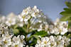 802371_ Weissdorn Crataegus monogyna Blten Bltter Foto in Frhlingsreise, dornige duftende, Strucher