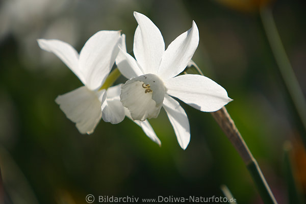 Weissblten der Narzissen Frhlingsblumen