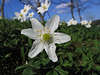 Busch-Windrschen Anemone nemorosa photo