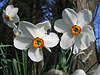Dichternarzisse Foto, Narcissus poeticus Weisse Narzissen Blüten Frühling, Frühlingsblumen Naturbild