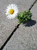 Gnseblmchen Bellis perennis, Maliebchen, Tausendschn, Daisies photo