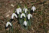 Schneeglckchen Foto Galanthus nivalis weisse Frhlingsblten in Naturbild