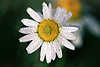 0404_ Margeriten Blüte in Regentropfen Wildblumen Naturfoto