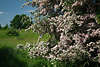 108429_Eingriffeliger Weissdorn Baum Frühling Blütenfülle Foto mit Frau auf Rad Naturausflug in Blütezeit