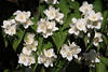 Jasmin Weissblumen Blten Makrobild grne Bltter Philadelphus blhen Frhlingsflora