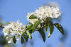 Weissblüten des Birnbaums Frühlingsbild Grünblätter blühende Weissblumen Makrofoto
