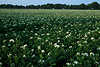 2463_Weißes Blütenfeld Kartoffel Ackerfeld Fotos in grünen Blätter Nutzpflanze Weitblick