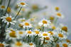 Weisse Margeriten Blütenfeld blühende Natur wilde Blümchen