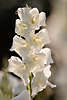 608939_ Gladiole, Gladiolen, Gladiolus weisse Blüte im Gegenlicht