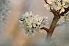 700762_ Schlehe, Schwarzdorn Prunus spinosa ersten Blüten im Frühling