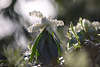 700860_ Leucothoe axillaris, Leukotoe Blumen im Frühling, weisse Glöckchen Blüten in Frühjahr