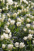 700878_ Tulpen weisse Frühlingsblüten in Sonnenschein Gegenlicht weisses Tulpenfeld im Frühjahr
