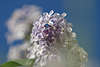 Flieder Fotodesign Syringa vulgaris Ölbaumgewächs weisse Blüten in Frühlingsfoto