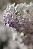 701799_Flieder Makrofotografie, Bäume weiss lila Blüten Frühjahrs Düfte, Gemeine Flieder
