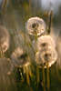701843_ Pusteblumen Lwenzahn, Dandelion Fotos, Kuhblume Bilder, Wiesenlwenzahn