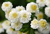 706217_ Chrysanthemen Gartenblumen weissgelb Chrysanthemum parthenium weiß-gelbe Margeriten Blüten