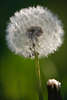 802385_ Pusteblume verblht in Gegenlicht, Lwenzahn Wattekugel Innere Naturfoto