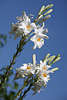 910946_Lilium weie Sommerblte Florafoto hoher Lilienblumen mit grnen Lilienknospen in den Blauhimmel ragen