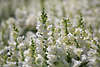 911425_Weisser Lwenmaul Bltenstnde Fotos, Lwenmule Antirrhinum majus weisses Bltenfeld Lwenmulchen