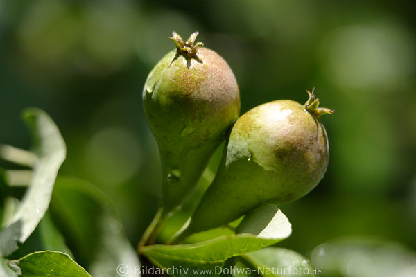 Birnen duo Pyrus communis Gartenbirne