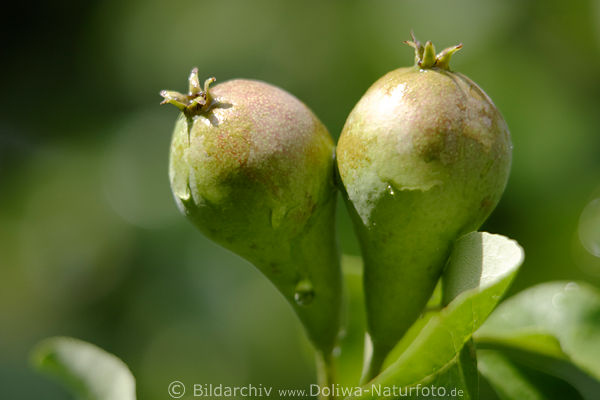 Birnen Paar Kernobstsorte am Birnenbaum