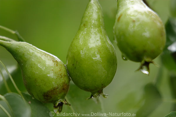 Birnen nass grne Frchte in Regen