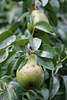Birne Gartenbirne Bild, Pears fruit photo, Pere frutta, Las peras fructifican